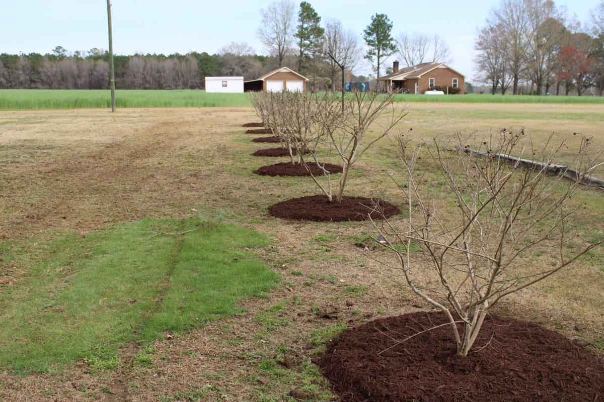 Nightrise landscaping work