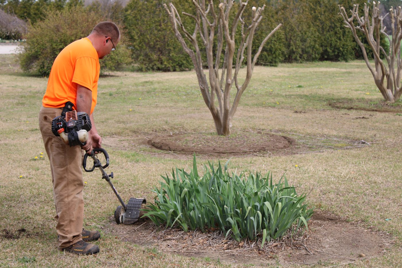 New shrubs and trees planted